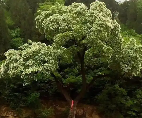 降龙木是什么树,降龙木的作用和禁忌