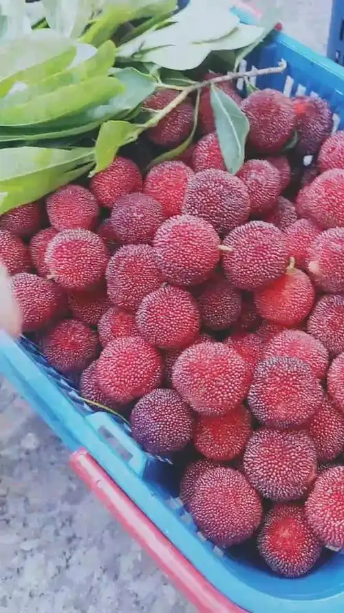 本地乌梅新鲜出炉