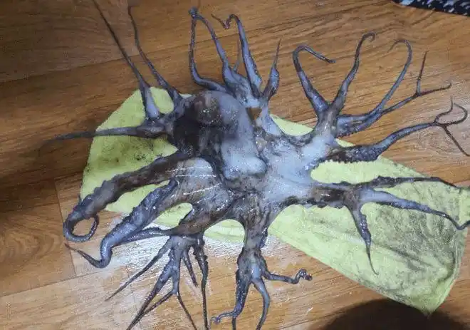 超出人类认知泗川捕获32条腿章鱼核辐射变异引发恐慌