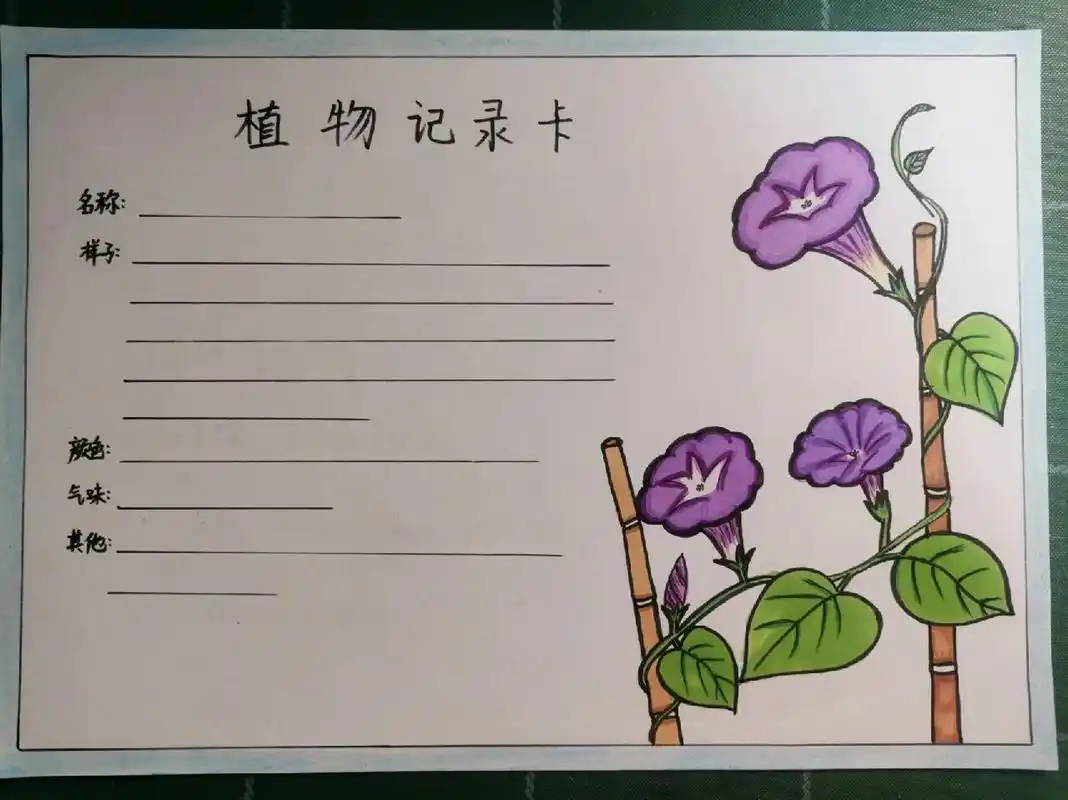 植物记录卡(牵牛花)