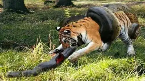 巨蟒突然攻击 老虎  老虎竟然打不过 巨蟒