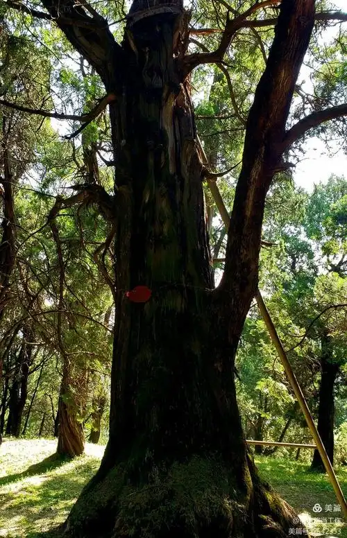 黄帝陵一一亚洲最大的柏树群落