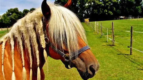 哈福林格马,马,很酷的发型 壁纸