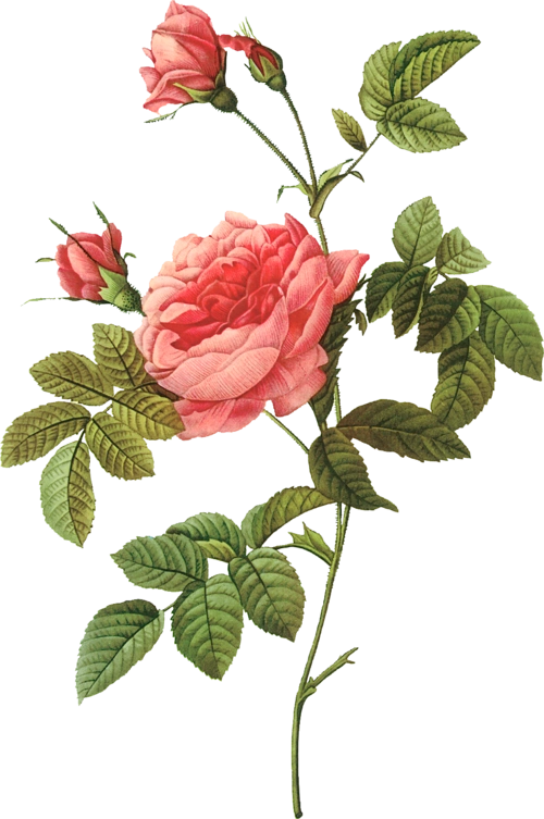 手绘玫瑰花插画图片大全