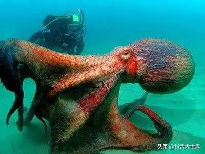 大王酸浆鱿和大王乌贼谁更大?它们真的吃抹香鲸吗?