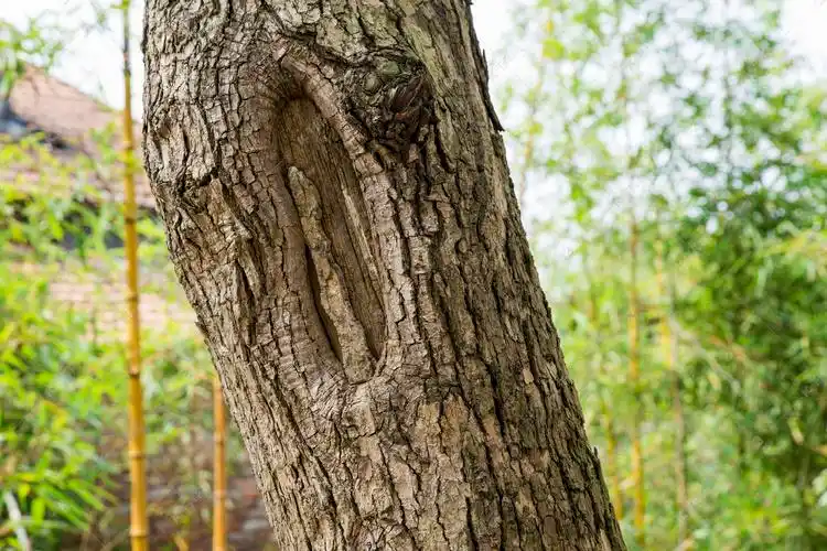 大树树干局部特写摄影图