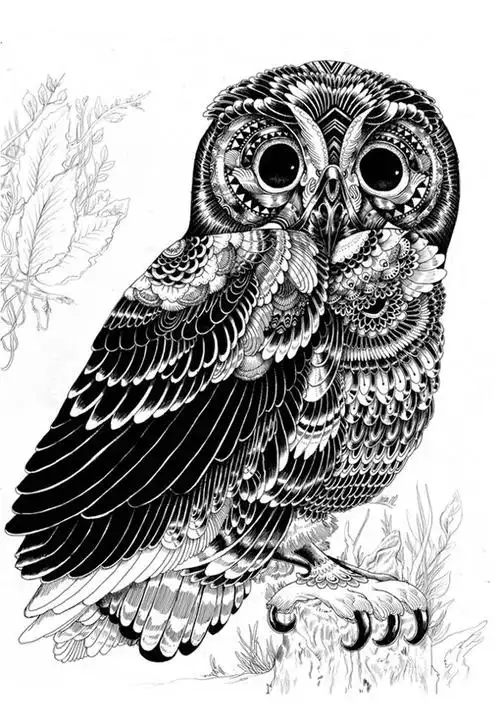 线描画猫头鹰