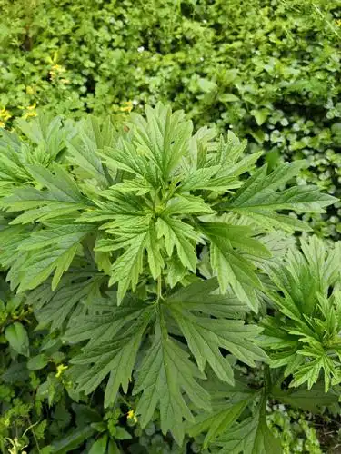 益母草,活血调经