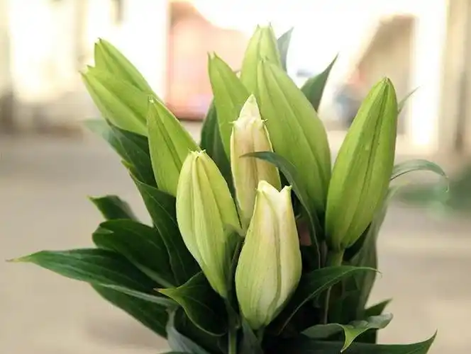 香水百合盆栽带花带花苞花卉室内客厅绿植四季观花观叶植物好养