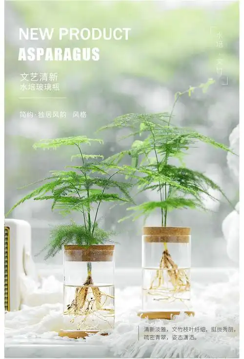 水培植物文竹盆栽水培绿萝水养植物室内办公室绿植花卉盆栽 透明圆柱