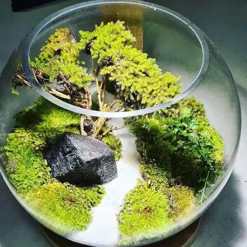 苔藓微景观作品欣赏