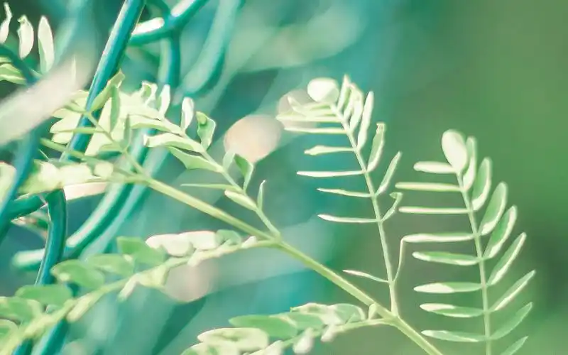 植物壁纸,唯美,小清新,花卉,植物,高清,绿色护眼,壁纸,1920x1200