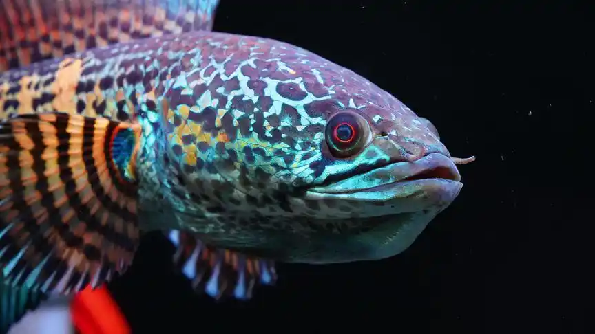 黄金眼镜蛇雷龙 #雷龙鱼 #4k高清 蒙眼蒙了半辈子?