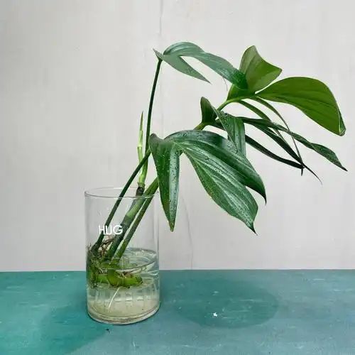 桌面水培植物麒麟尾