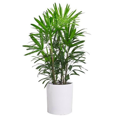 大叶叶绿植甲醛观办公室卧室植物客厅棕竹叶植物室内观绿植