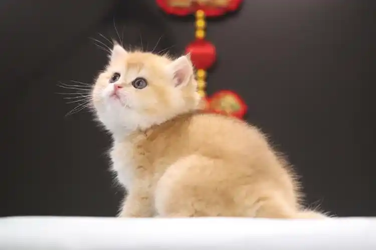 宠物猫英短金渐层ny12色赛级猫wcf实名认证咪玖名