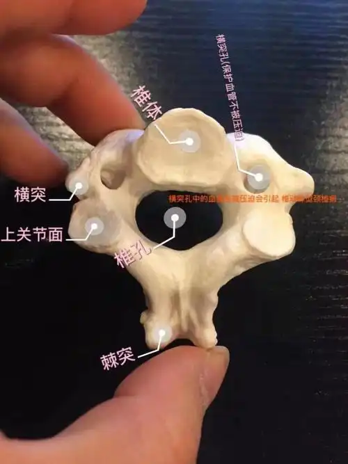 3d解剖学习day1颈椎