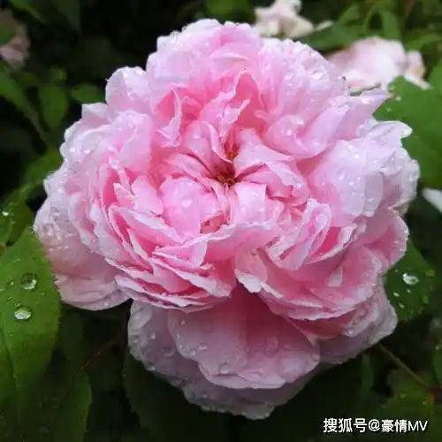 好看花朵微信头像潇洒艳丽的牡丹花图片