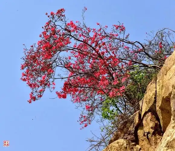 春游江淮请您来美爆啦金寨铁冲的野生映山红