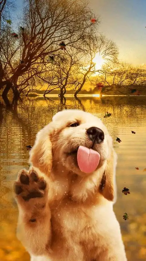 开心的萌宠动物