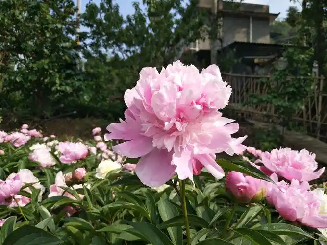 四川中江白芍花