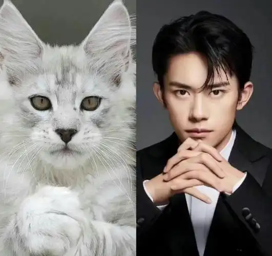 易烊千玺和缅因猫的适配度有多高萌宠视频让网友直呼这是千玺