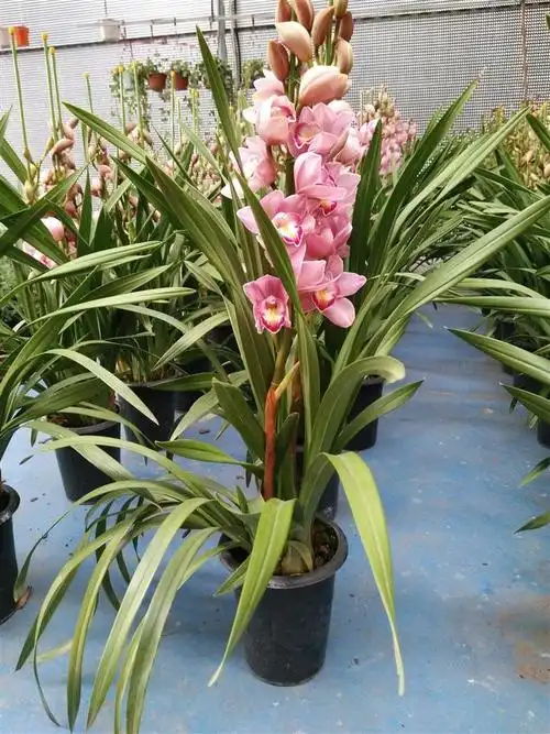 高档兰花大花蕙兰年宵花卉盆栽基地直销