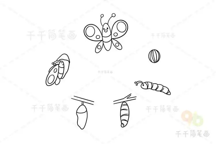 蝴蝶成长过程图简笔画