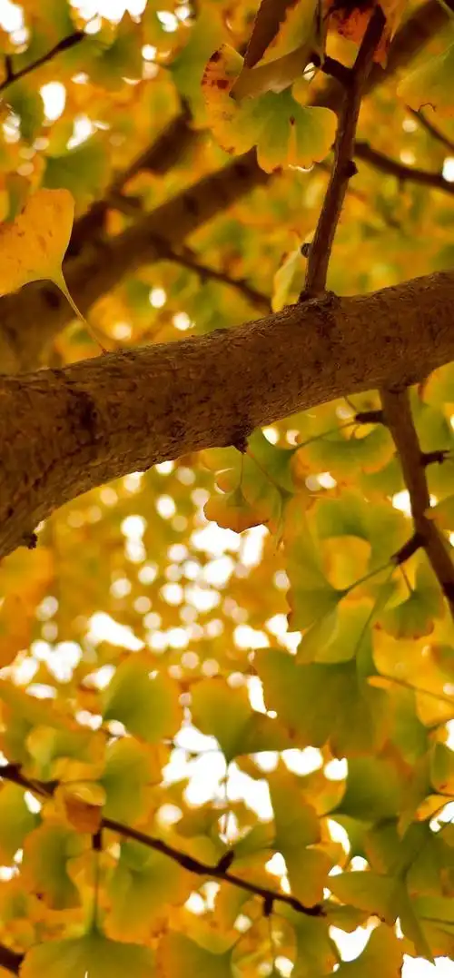 「2k手机壁纸」银杏手机壁纸(12p)