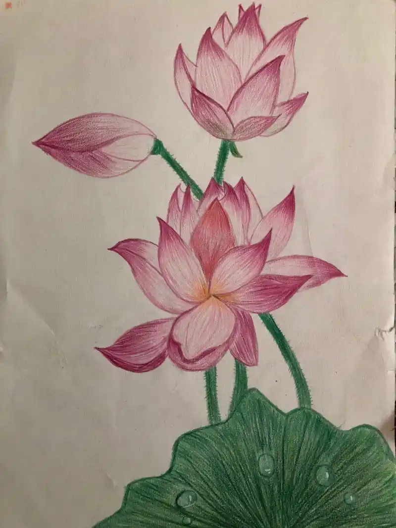 自学彩铅画丨荷花 荷叶 水珠绘画 1.