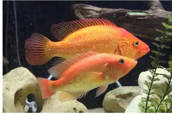 红老虎鱼怎样养
