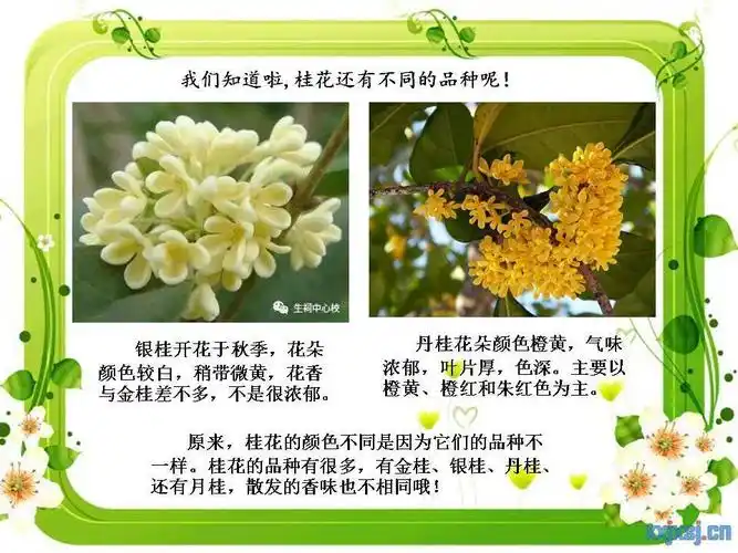 桂花还有很多不的品种的呢