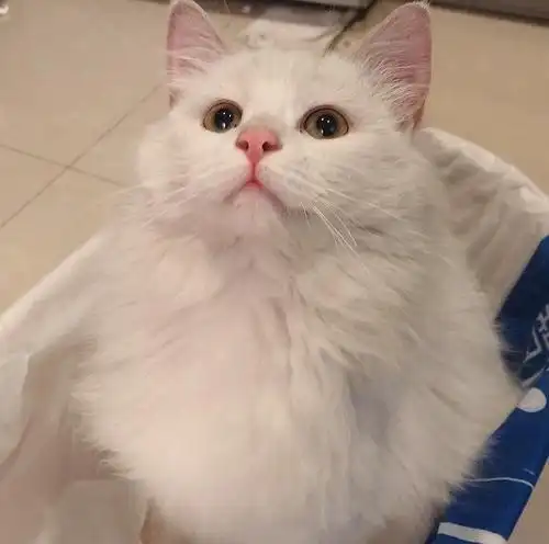 【领养】上海纯白长毛狮子猫领养