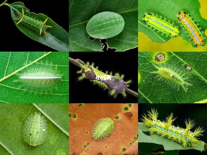 我拍过的10种洋辣子