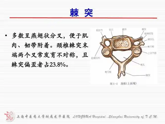 颈椎棘突末 端两个叉常发育不对称,且 棘突偏歪者占23.8%.