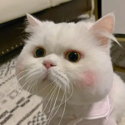 可爱白色软萌猫咪,动物头像图片-回车桌面