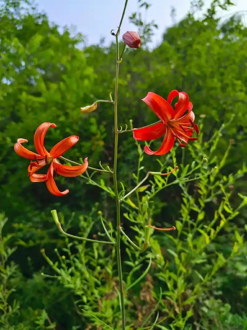 山间那一抹郁郁葱葱的绿色,路边静静开放的野百合,枝头咕咕啾啾 - 抖