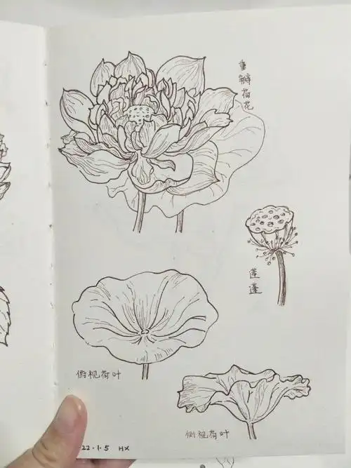 针管笔白描花卉荷花绣球花