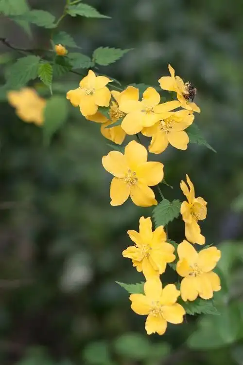 棣棠落花簌簌 不言说 但相思
