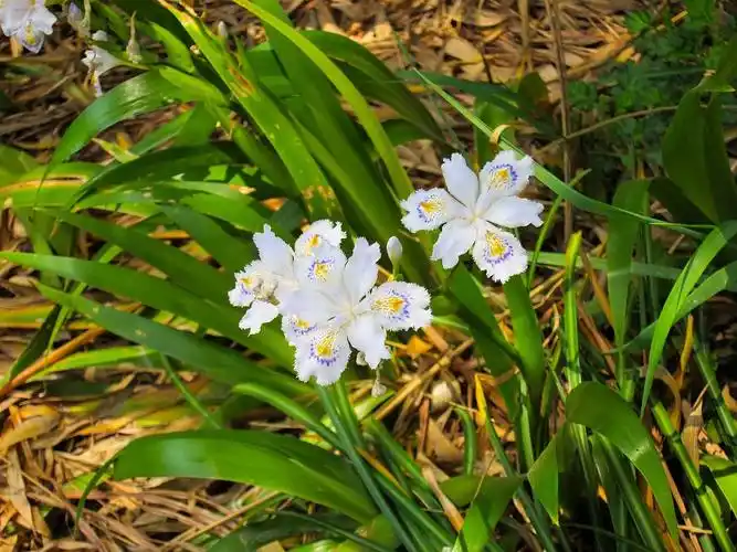 日本鸢尾  台湾日月潭(野生)