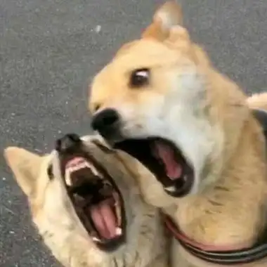 有趣的情侣cp昵称一男一女精选96个