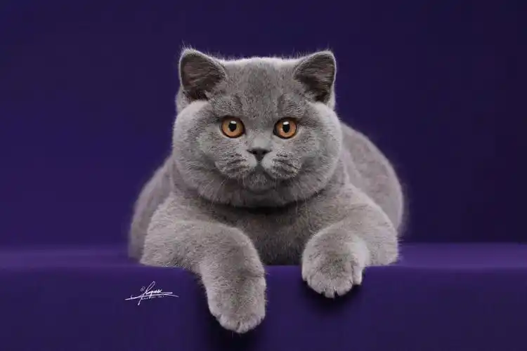 五妹的写真集来了#英短蓝猫  #赛级英短  #猫  #猫咪  #猫咪日常