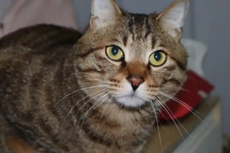 狸花猫也太上镜了吧