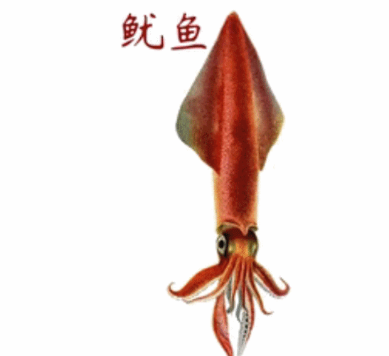 打眼儿一看,最苗条的当属鱿鱼了.但身体结构是有差异的.