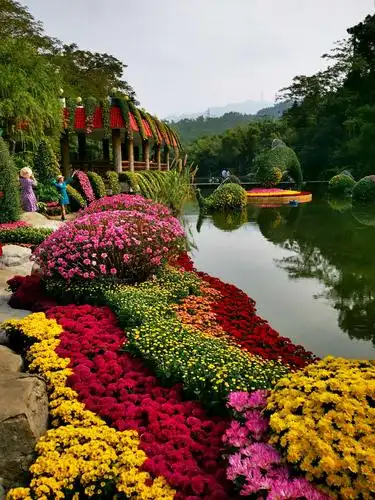 《我爱菊花 》2019年11月26日深圳市东湖公园菊花展记实