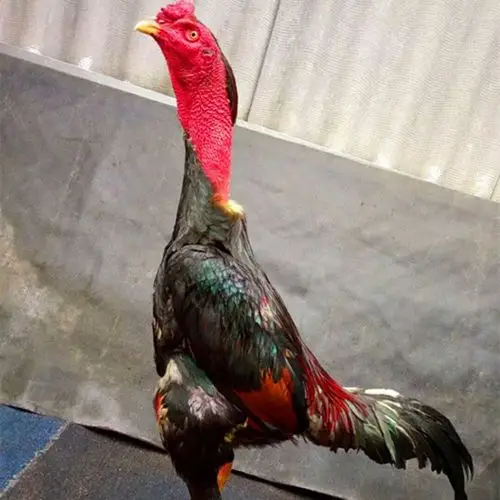 纯种越南鬼子鸡种蛋受精种蛋贵州省泰国斗鸡种蛋价格优惠