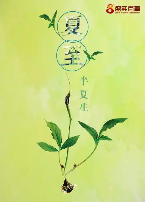今日夏至从现在起要成为一枚优质的半夏精标饮片