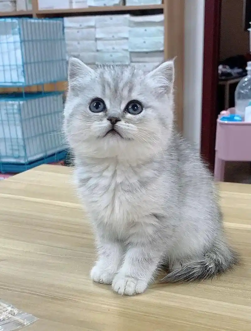 银渐层和虎斑怎么选02 店里最近准备增加一名新成员,银渐层虎斑二选