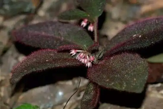 虎舌草有什么功效和作用