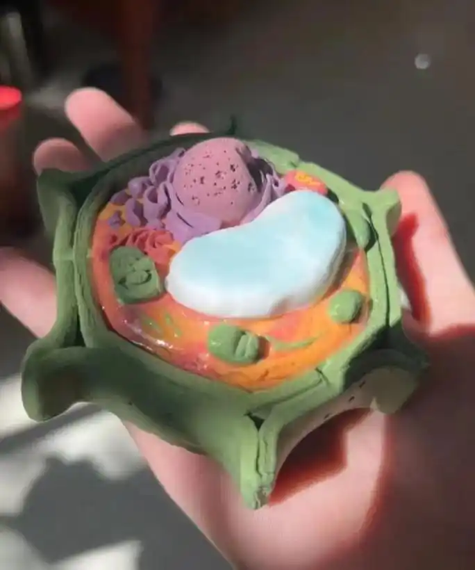 生物作业  动物细胞模型 学生的动手能力强9191 - 抖音